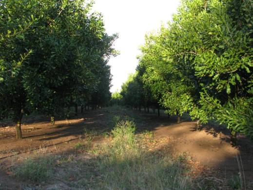 Row of macadamia trees
